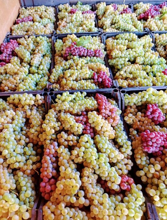 Strugurii de vin