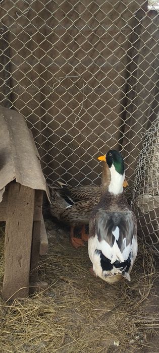 Две патици мъж и жена