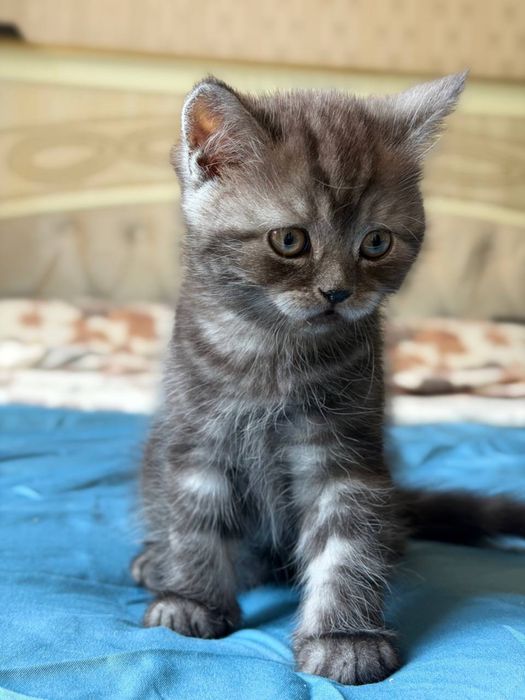 Продам котенка скотиш страйт