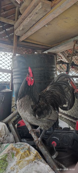 Cocoș Australorp  negru și albastru