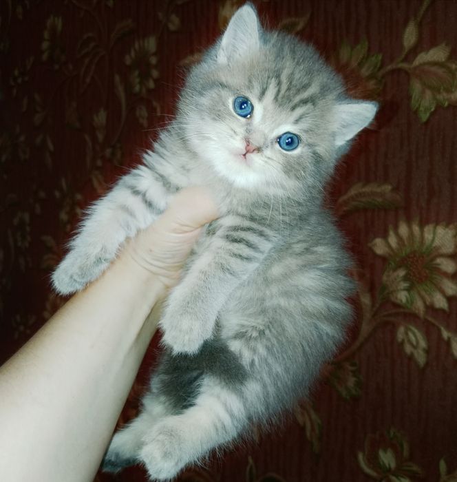 Скоттиш Страйт  мальчик и девочка. фолд  табби девочка