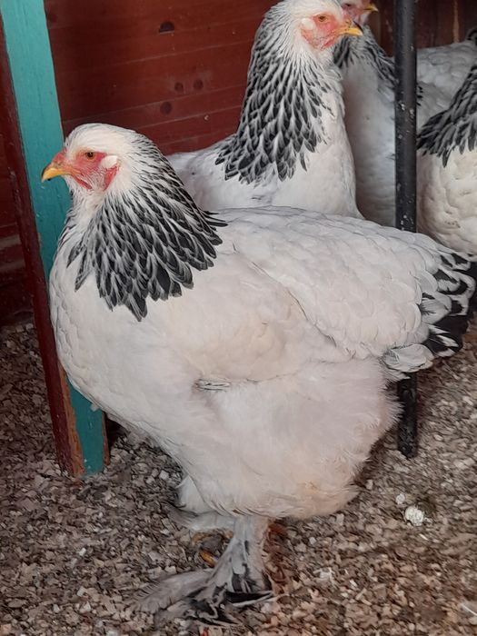 Vănd ouă brahma hd și brahma culoarea porțelan