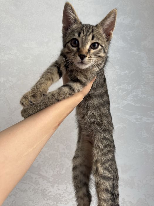Котенок в добрые руки