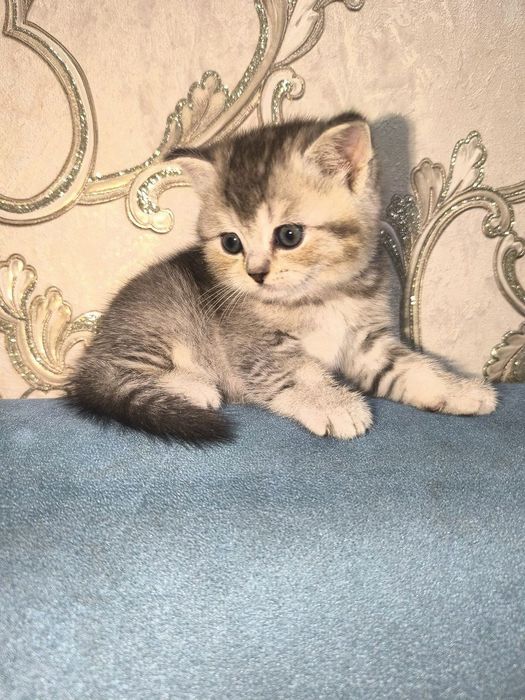 Элитный мальчик золотая шиншилла (британский тип)