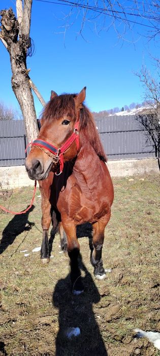 Vând manza de un an și 4 luni cuminte