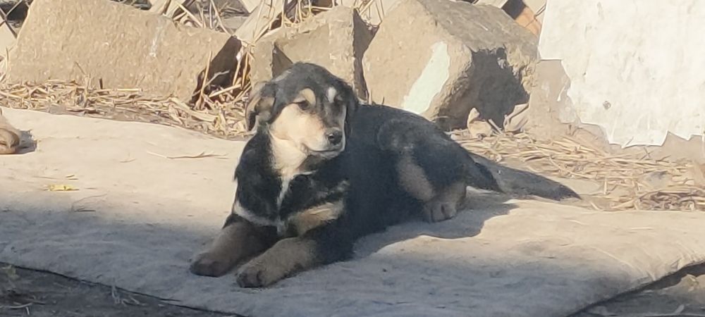 Щенки Дворянки ( Смешанные)