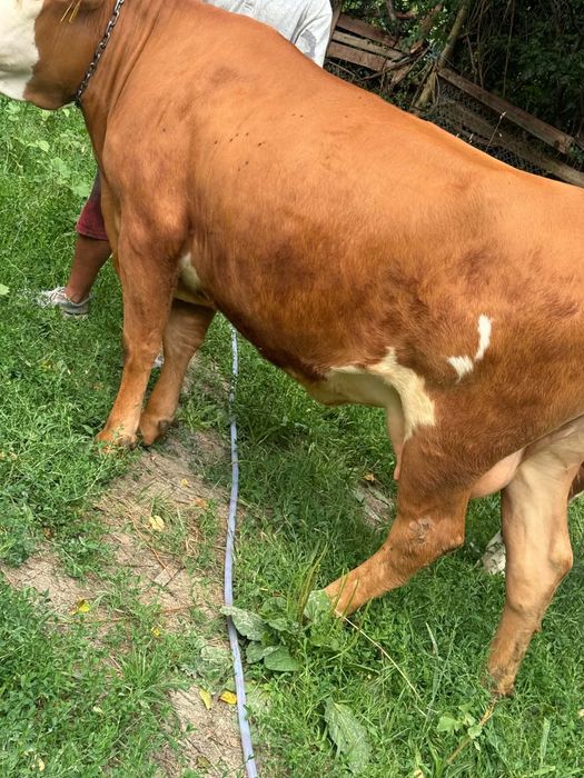 Vând junica la prima fătare cu vitica de 3 luni foarte bună de lapte