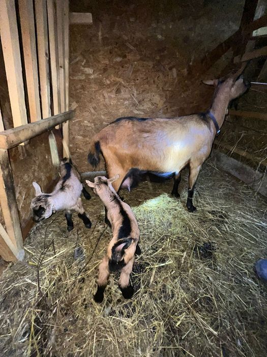 Vand capre cu 2 iezi