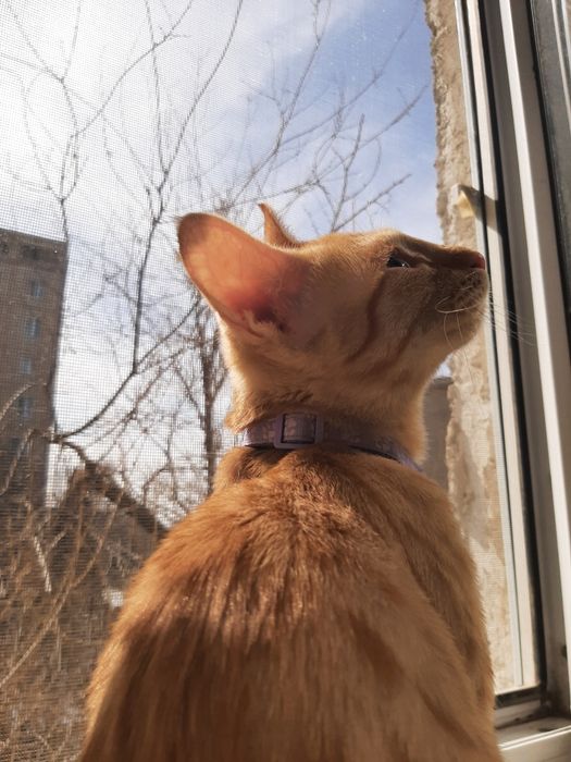 рыжая кошка(девочка)