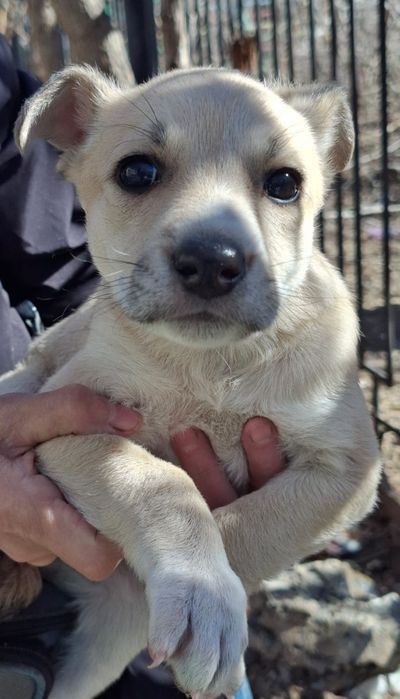 Двухмесячный щеночек