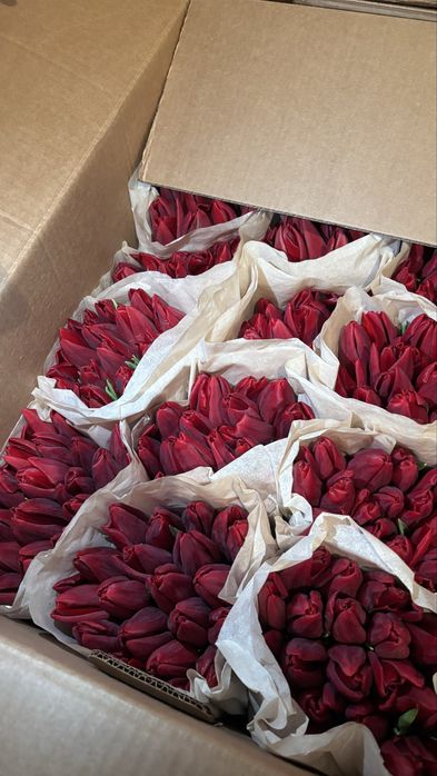 Тюльпаны премиум