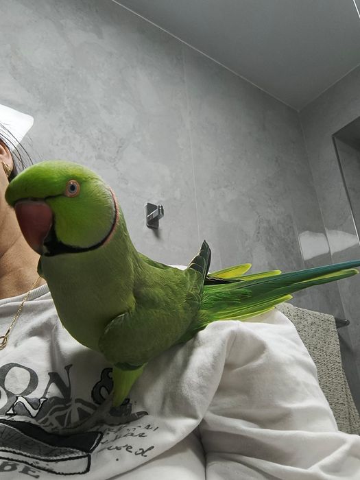 Papagal Micul Alexander