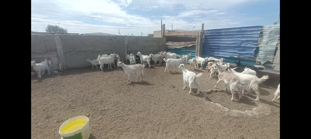 Лақтар сатылады 2 айлық