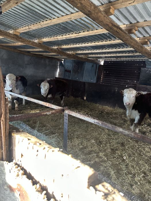 Продаю 8 голов акбас быков