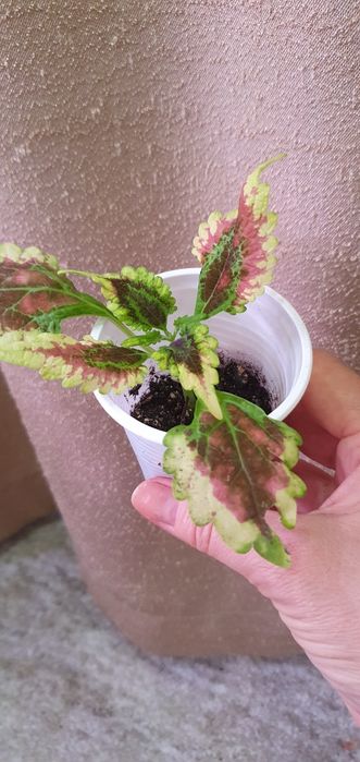 Колеусы комнатные/садовые цветы