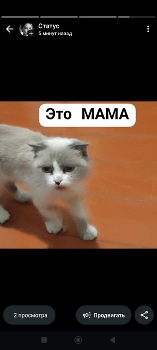 Котята с доставкой