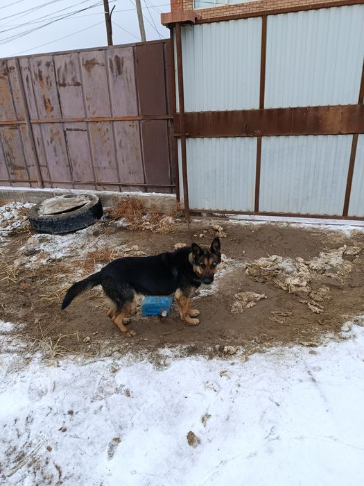 Овчарка европалық 
Қаншық, әлi ба