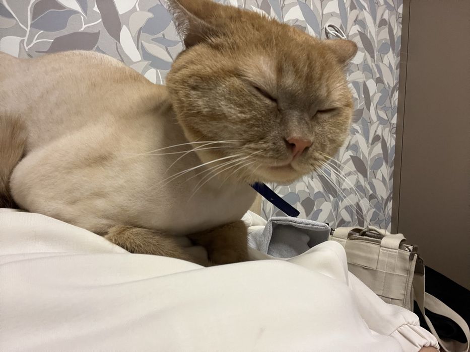 Полубриташка рыжий кот в Астане