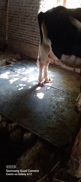 Чорво моллари такига тушашга резина коврик