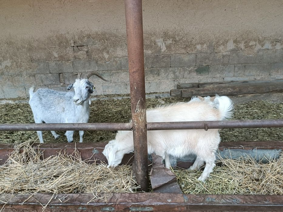 Продам 2 козы и 3 козленка