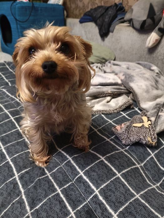 Йорк девочка миник