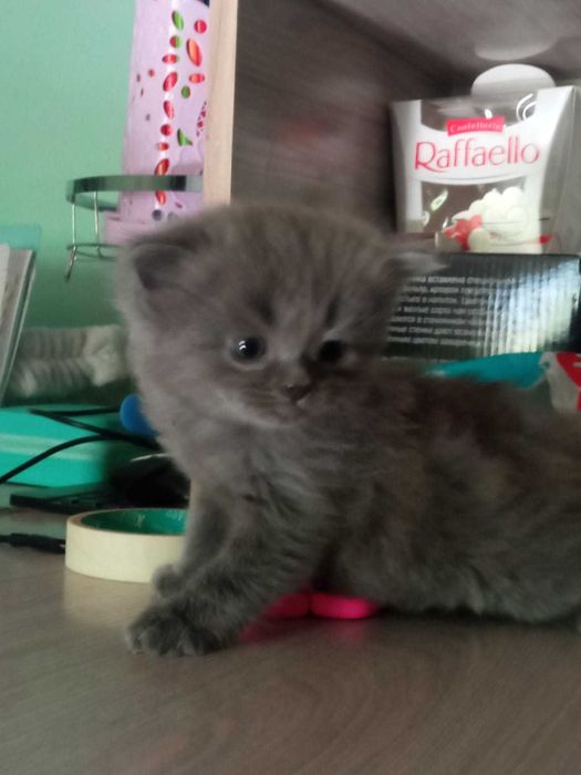 Отдам котят в хорошие руки ,
