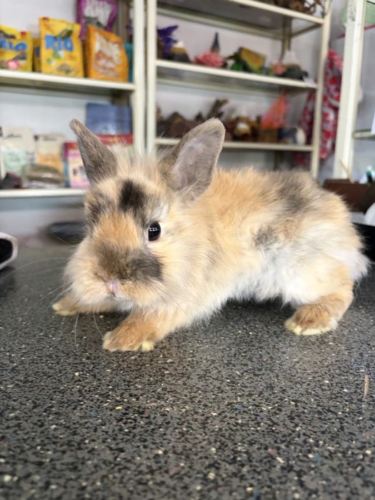 Продаются декоративные крольчата