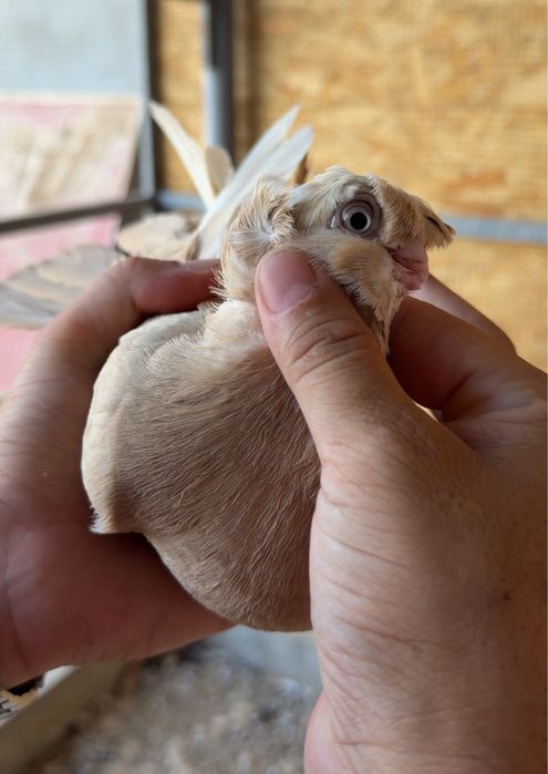Самка голубка на продажу, голуби