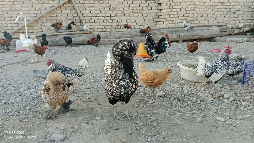 Сибрайт сотилади