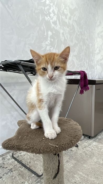 Отдам котят бесплатно