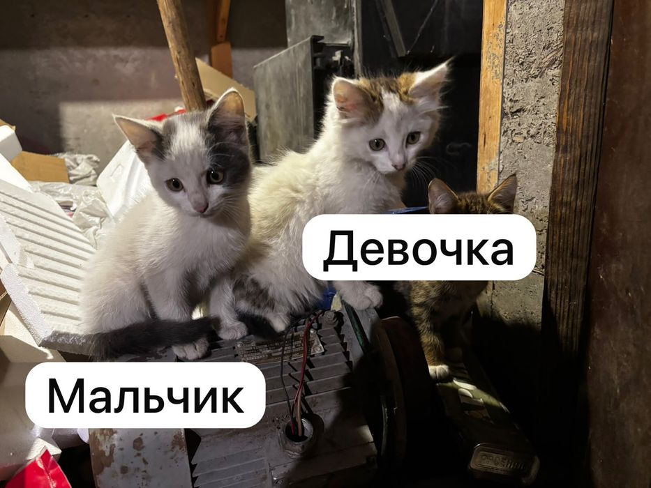Котята бесплатно