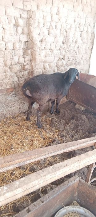 Semiz urg'ochi qochmagan so'yishga va boqishga bo'ladi.