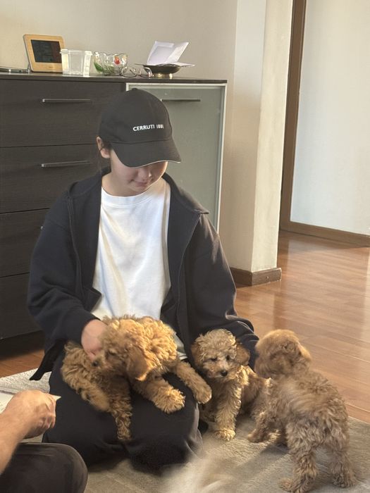 Собака порода - мальтипу