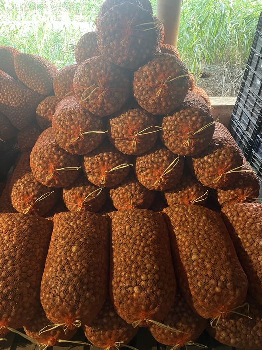 Vand Arpagic calibru 14-17