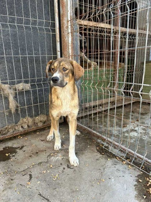 Adopta un caine - un sufletel are nevoie de stapan!