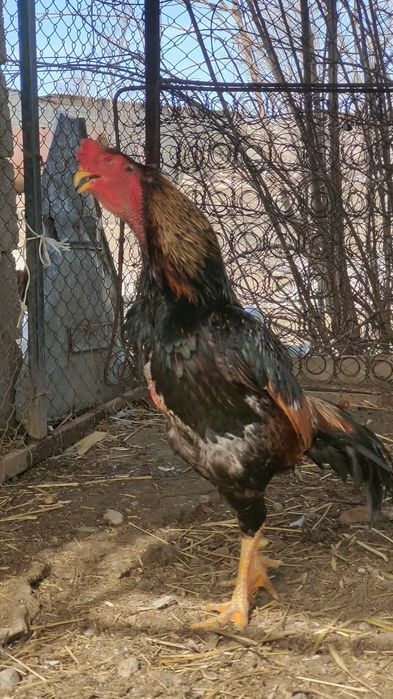 Дакан туляк бойцовый петух сатылады