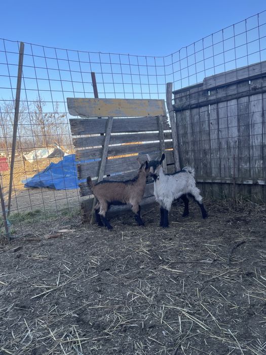 Capră Saanen cu 2 ieduțe gemene si una la prima fatare – rasă de lapte