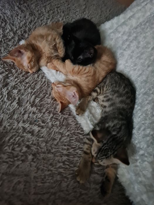 Дарю котят в добрые руки!