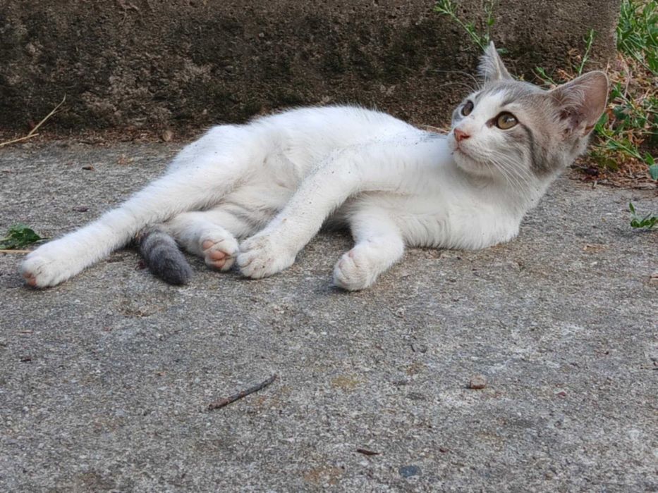 Коте-мечта  спешно търси дом