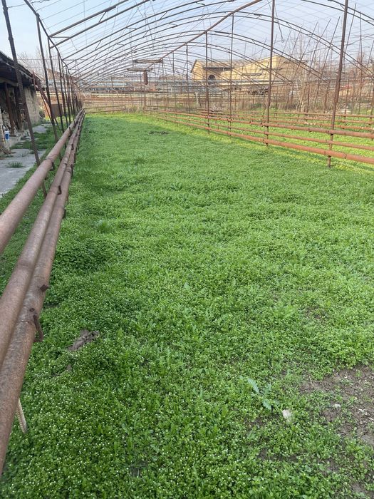 Bepul o’t o’lanlar bor