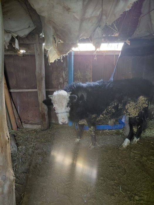 Бузаулы сиыр сатылады