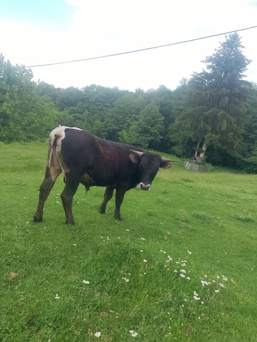 Vand 2 boi 135 kg fiecare