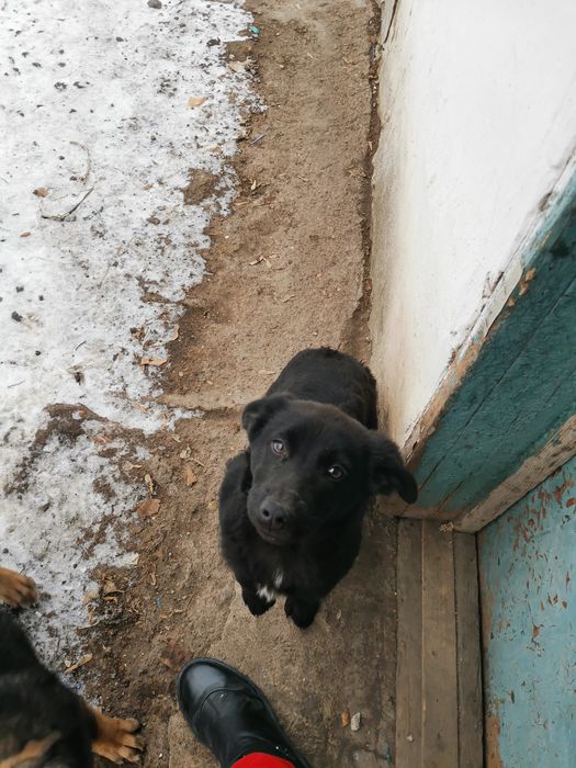 Отдадим щенка девочку