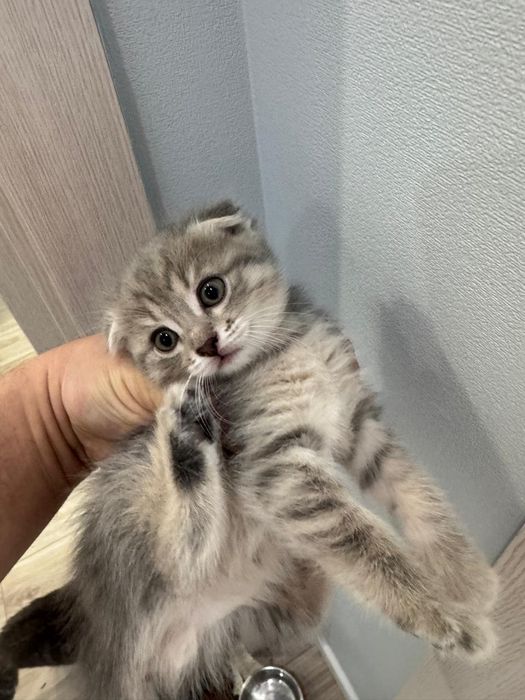 Котята шотландские