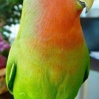 Срочно продам попугай по 6000