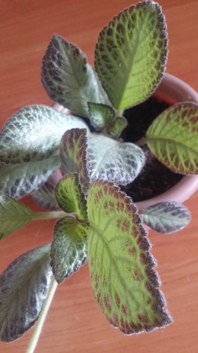 Эписция комнатная