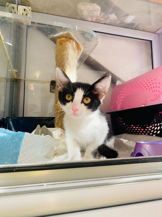 Котенце, момиче, 2 месеца