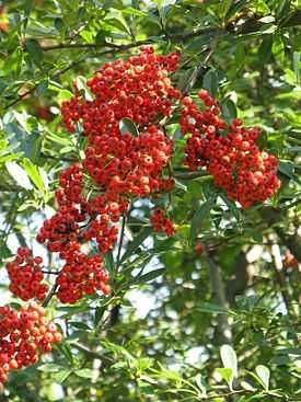 Пироканта (лат. Pyracantha)
