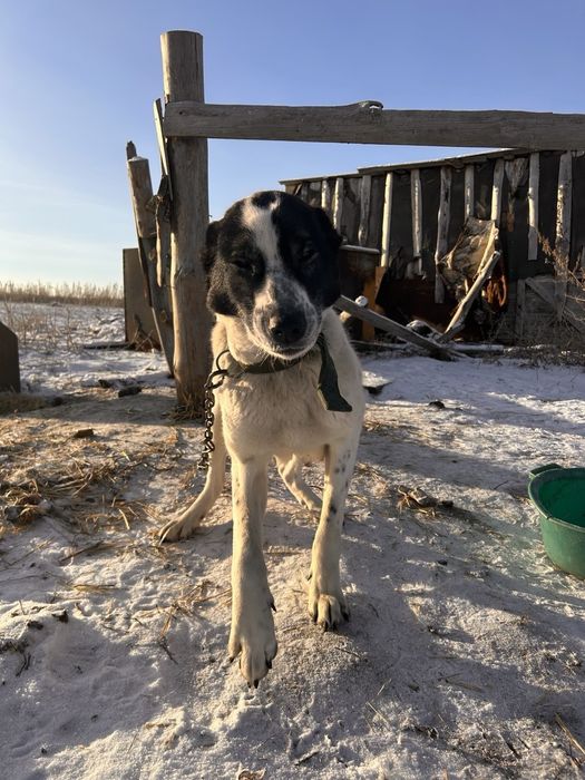 Алабай.отдам в добрые руки