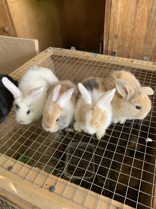 Куйон бор сотилади :